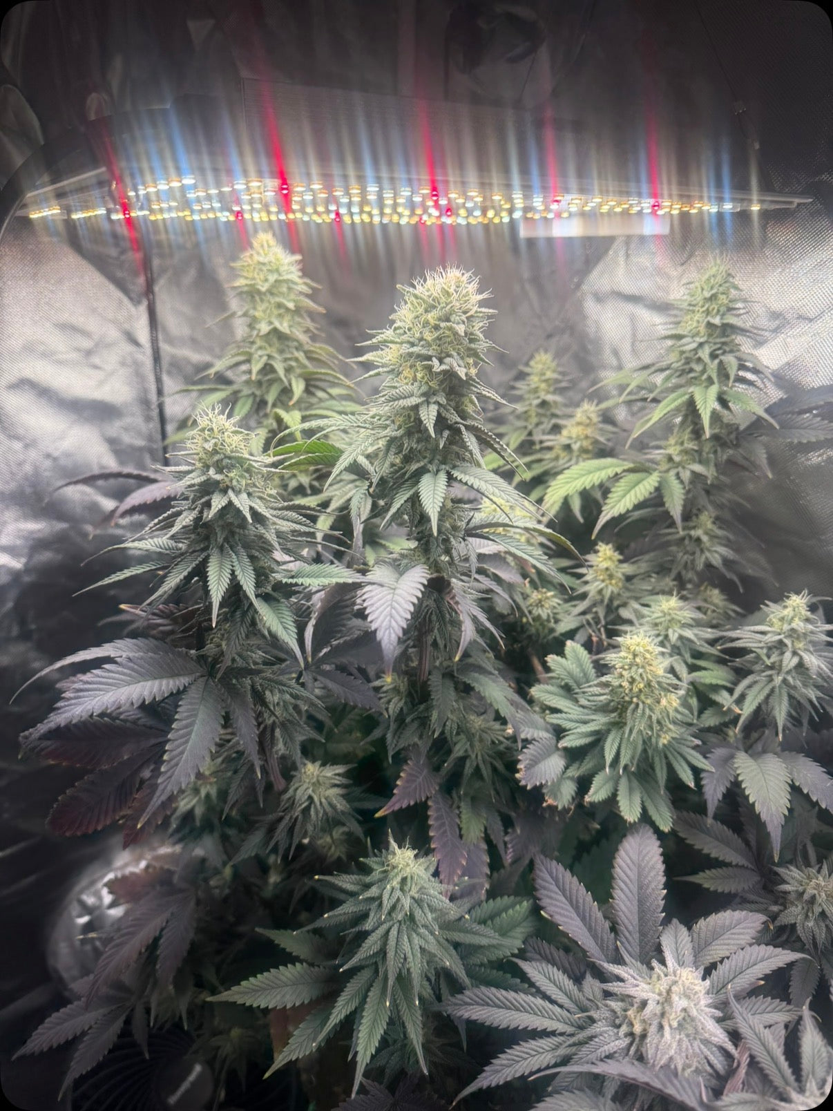 Blue Cheeze