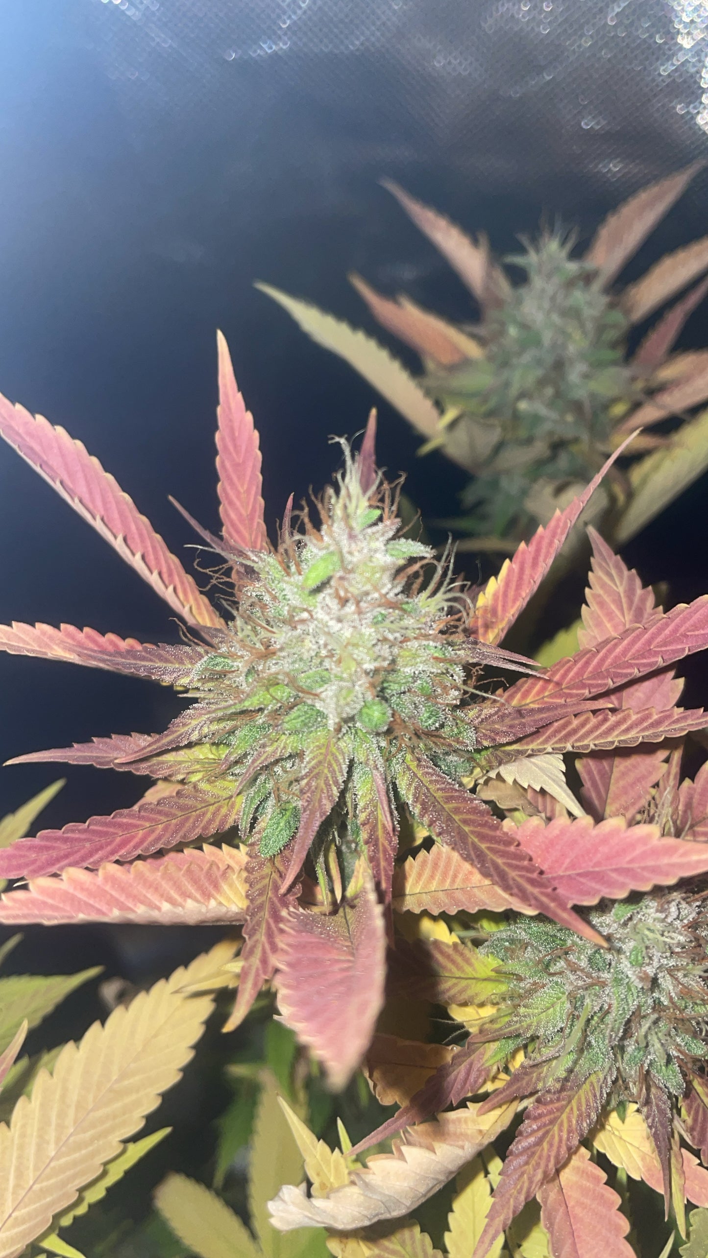 Mandarin Gelato Feminized