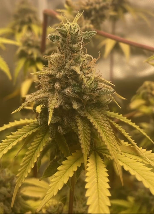 Mutant OG Cheeze
