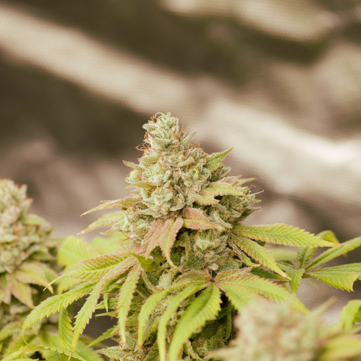 Gelato 69 Feminized Seeds